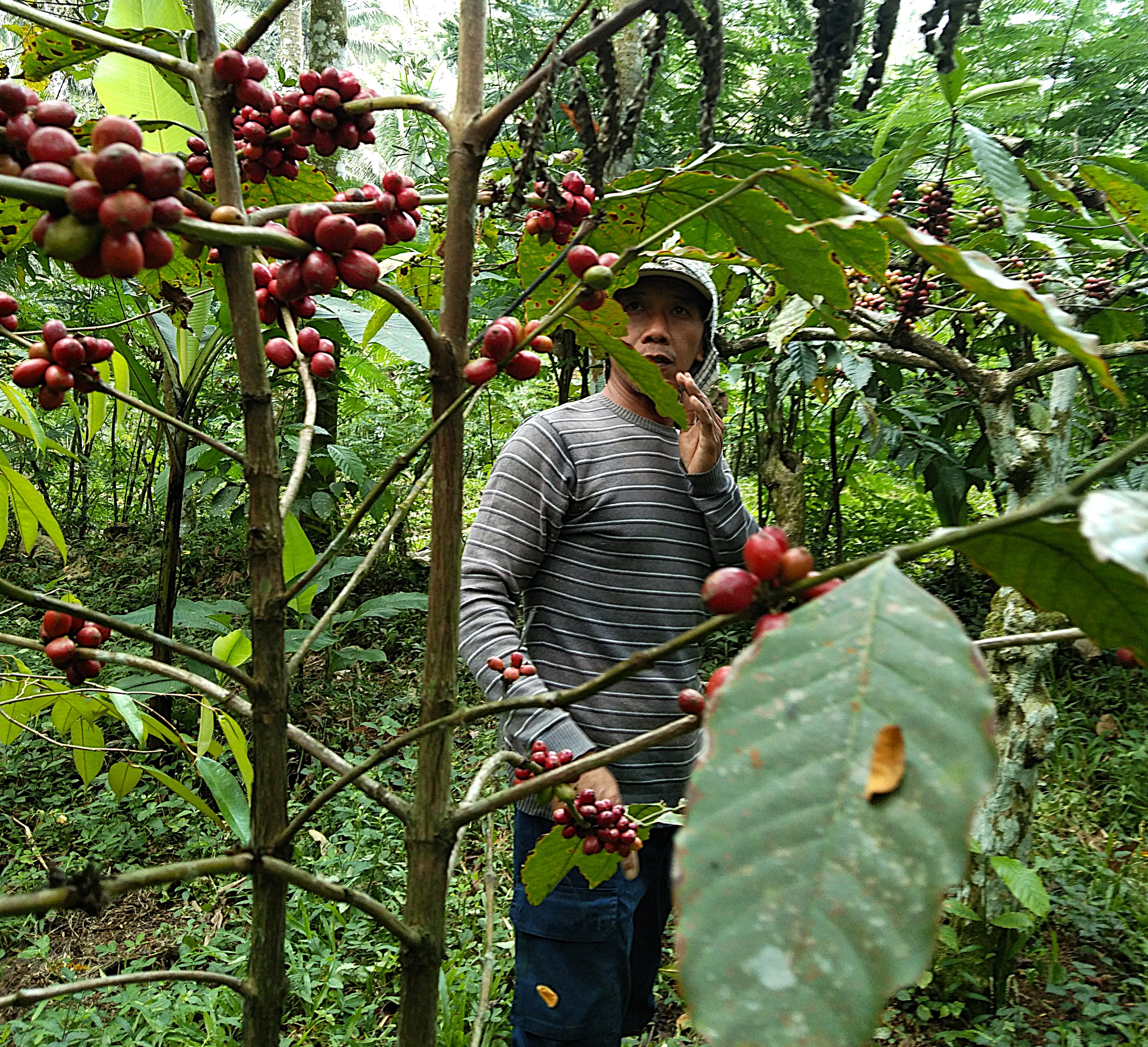 Sumberurip Village, Where Coffee Heals in Silence. Stay, Become Part of It, A Deeply Personal Experience